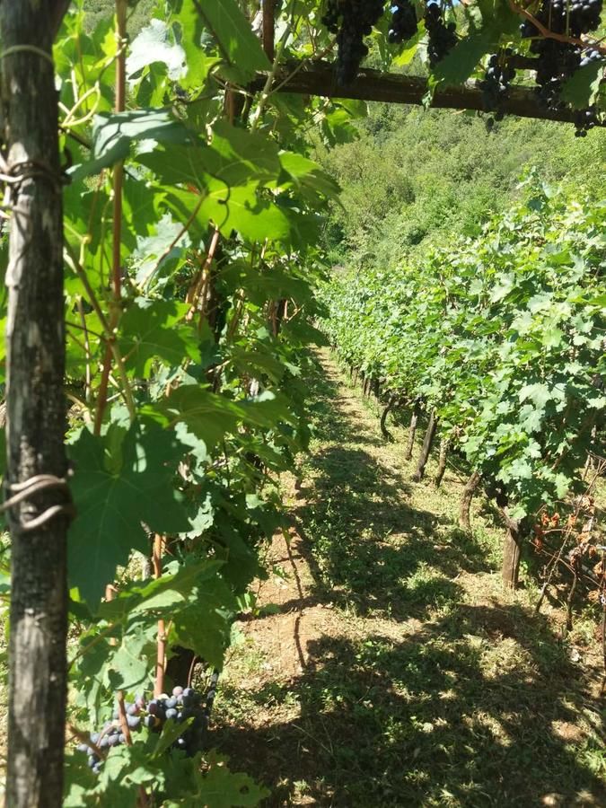 Кемпинги Auto camp Radoman Вирпазар-21